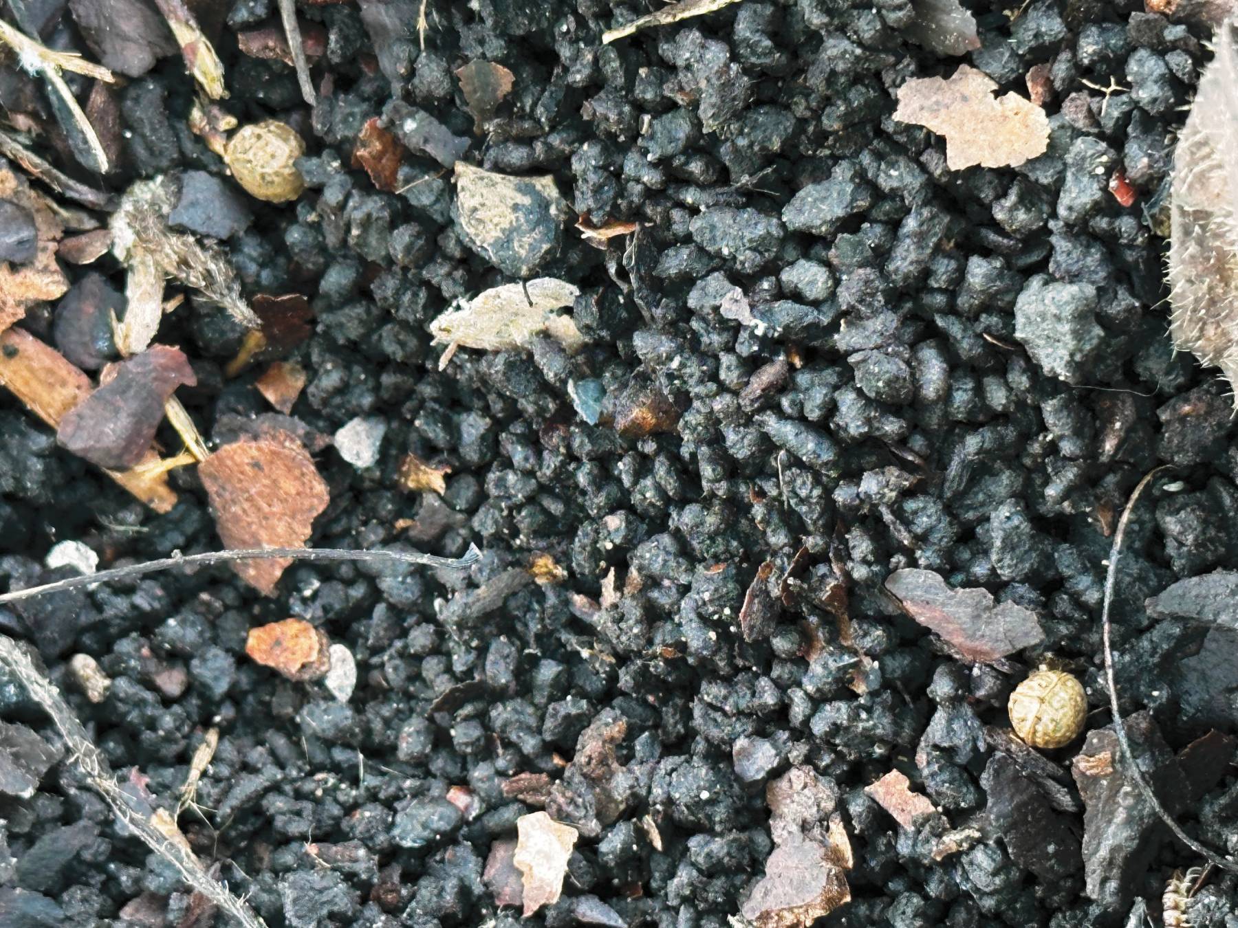 Closeup of soil that looks like coffee grounds.